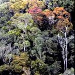 African Rainforest Conservancy ARC