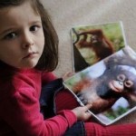 Orangutans Gain a Small and Powerful Voice Maddy Cerra