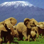 The Best of Eco-Tourism Safari in Kenya