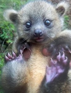 Baby-Olinguito1-786x1024